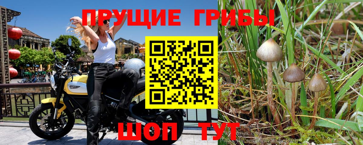 Галлюциногенные грибы мицелий Осинники